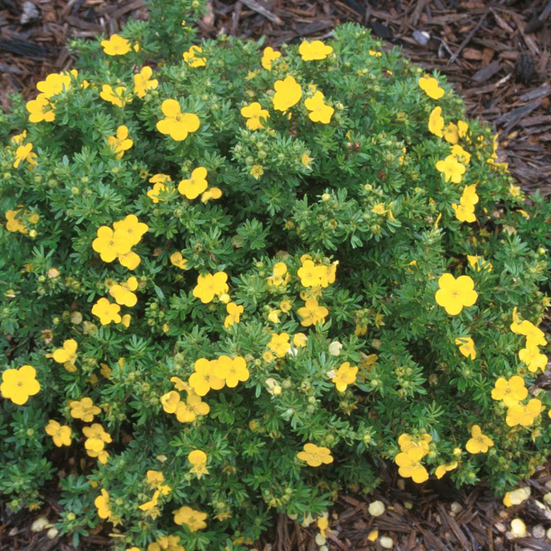 Fargo Dakota Sunspot® Yellow Shrubby Cinquefoil
