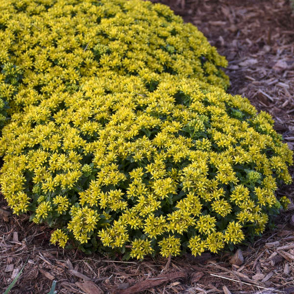Little Miss Sunshine™ Stonecrop