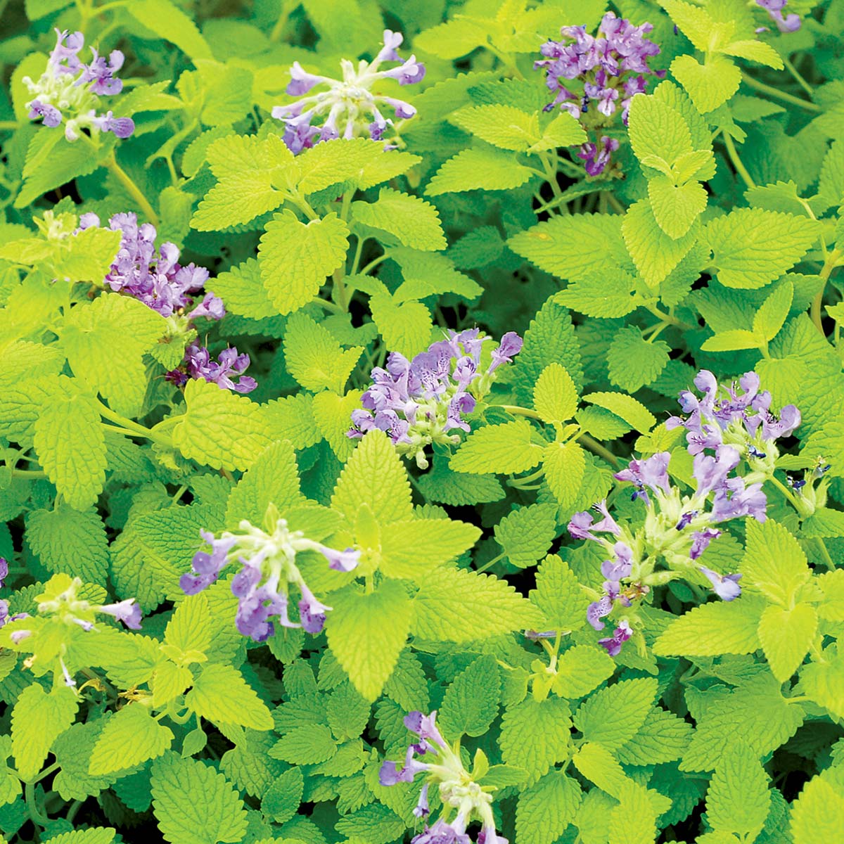 Limelight Catmint