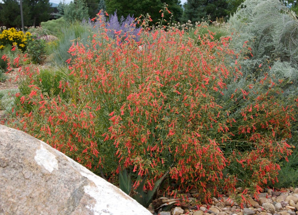 rostriflorus Beardtongue (Penstemon)