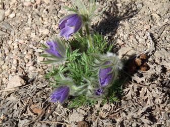 Violet Bells Pasque Flower