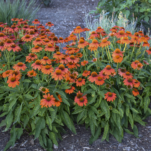 zzz Adobe Orange Coneflower