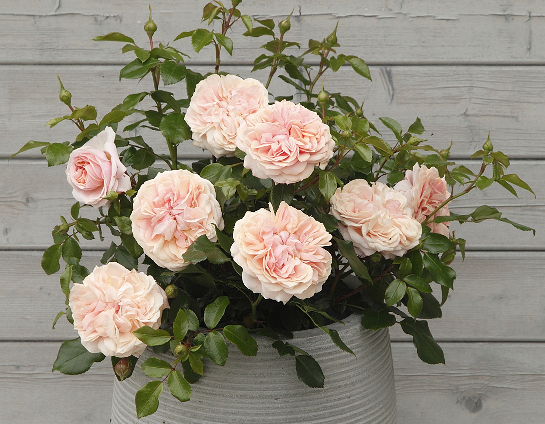 Cream Veranda® Rose