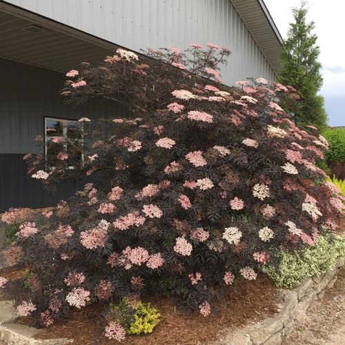Eva Black Lace® Black Elderberry