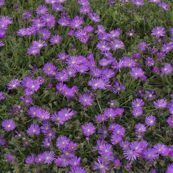 John Proffitt Table Mountain® Pink Ice Plant