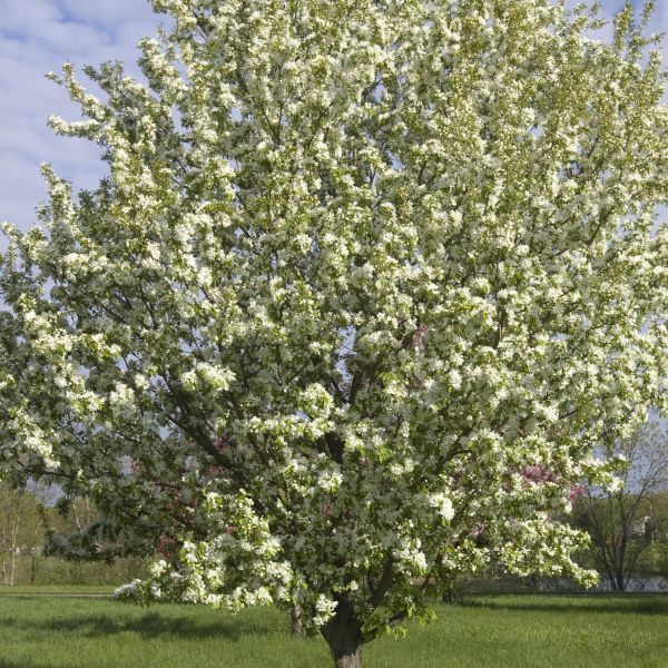 Spring Snow Flowering Crabapple Tree