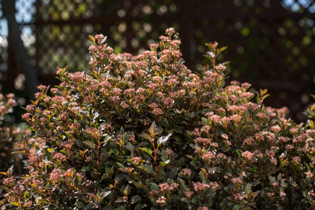 Donna May Little Devil™ Ninebark