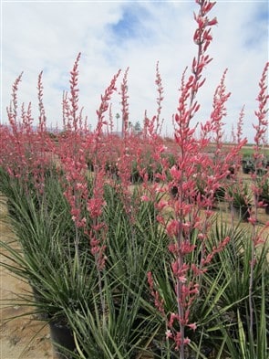 PERFU Pink Parade® Red Yucca