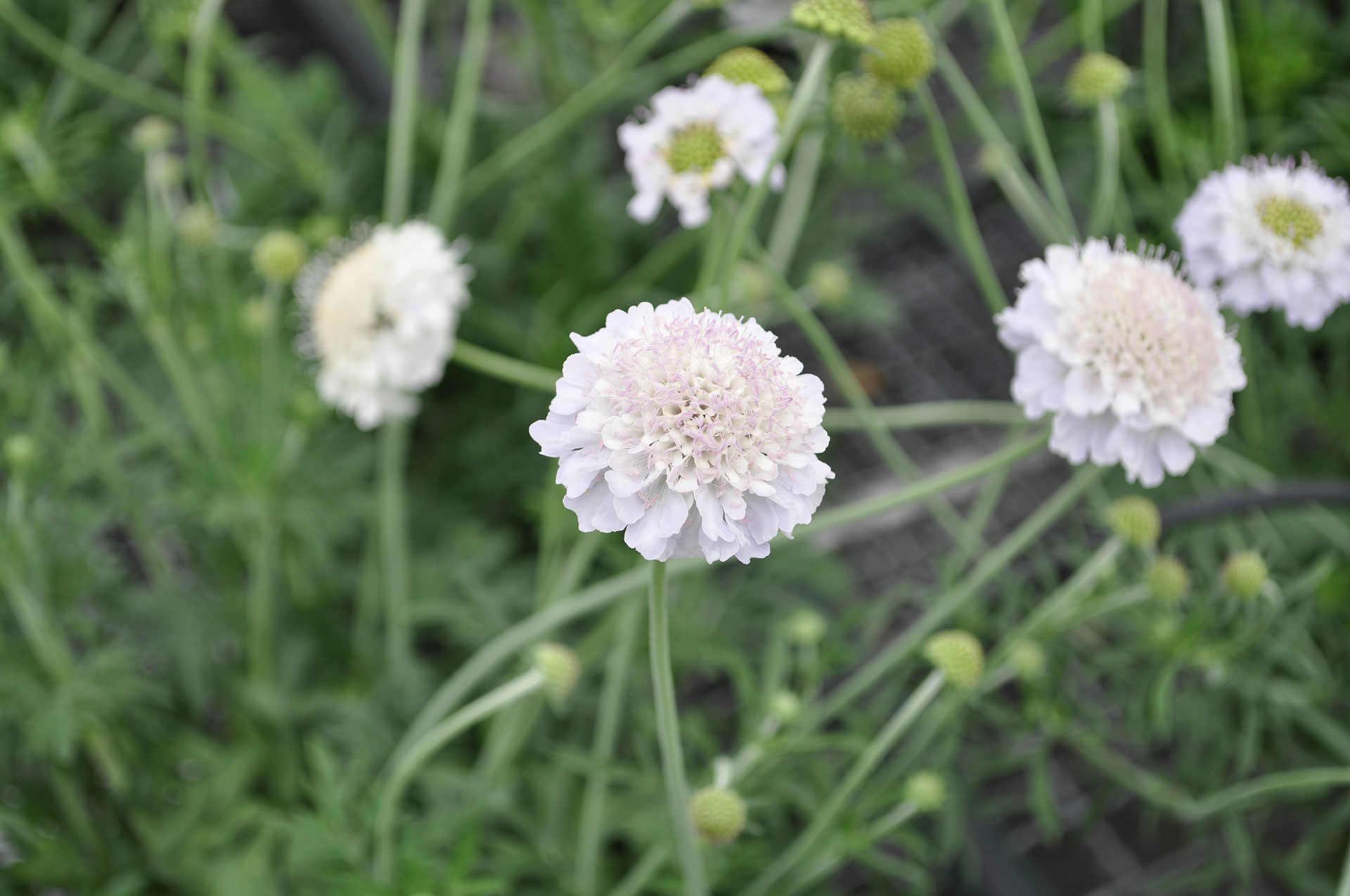 GIGA® Silver Pinchusion Flower