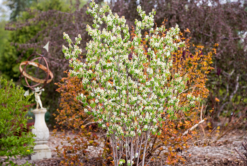 Obelisk Standing Ovation™ Serviceberry Tree