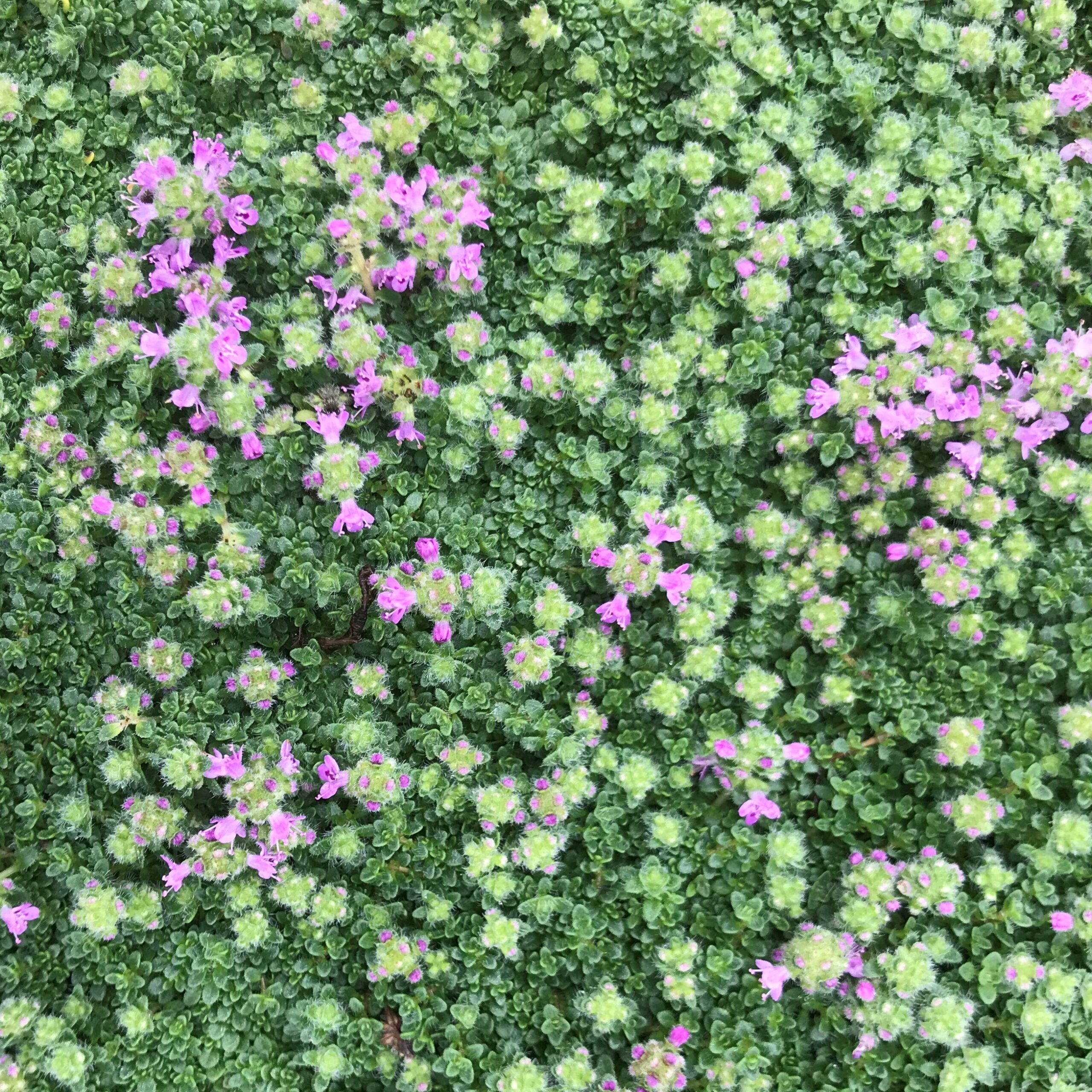 Elfin Creeping Thyme