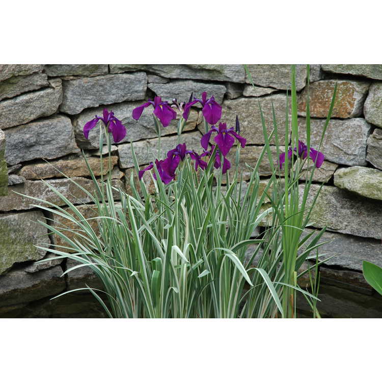 Varigated Japanese Water Iris