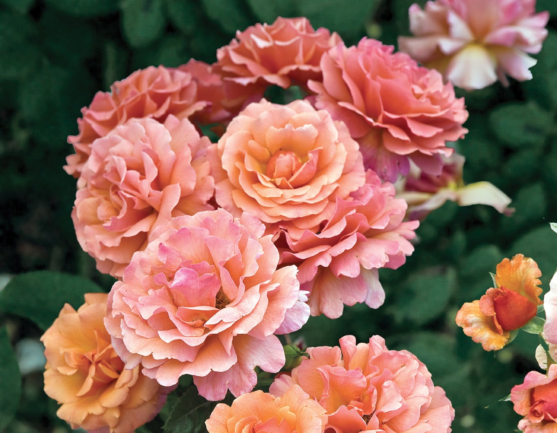 HARpageant Easy Does It™ Rose