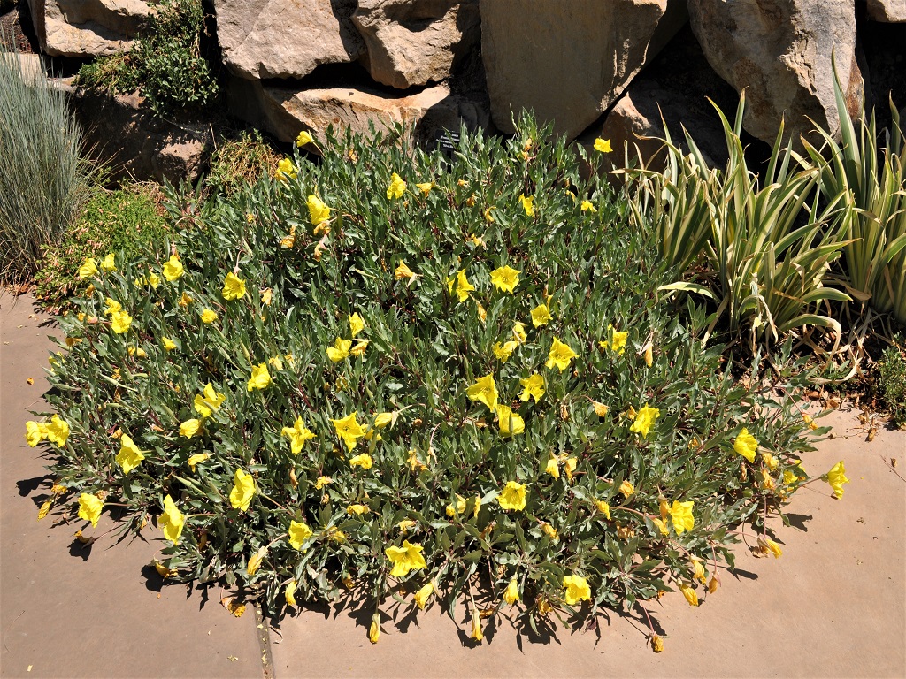 Silver Blade® Evening Primrose