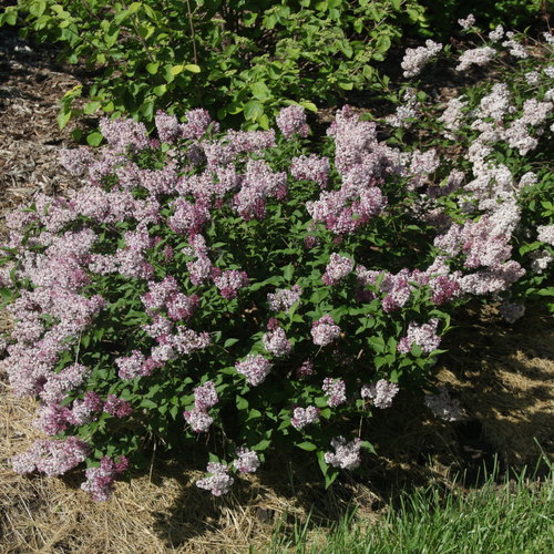 Baby Kim™ Dwarf Lilac
