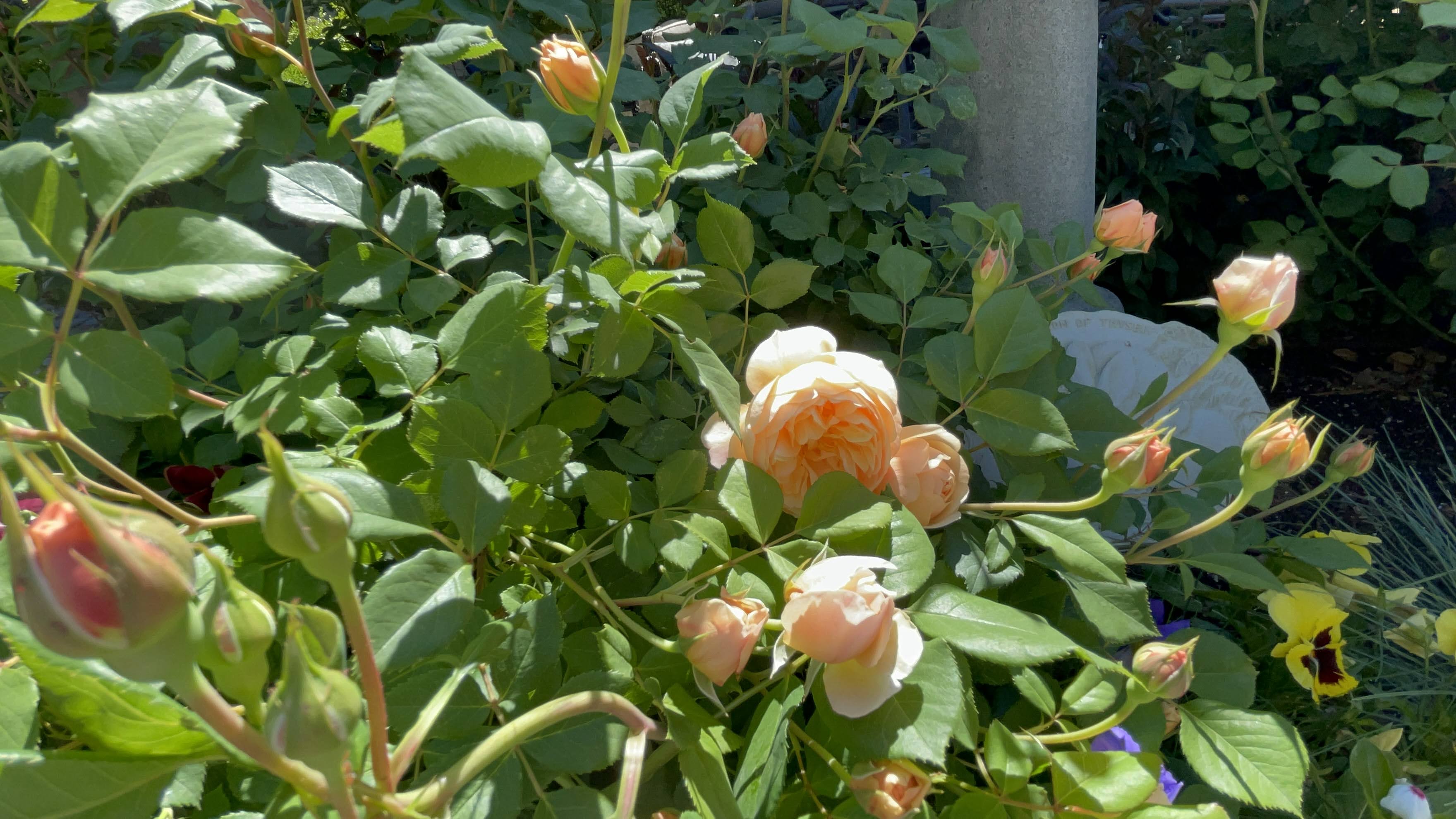 Rosa David Austin 'Roald Dahl'