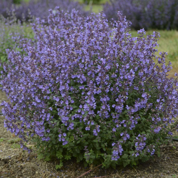 Kitten Around Catmint