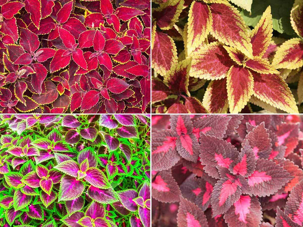 Coleus — photo 1