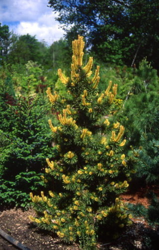 Taylors Sunburst Shore Pine