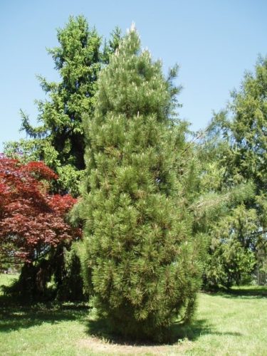 Arnold Sentinel Austrian Pine Tree