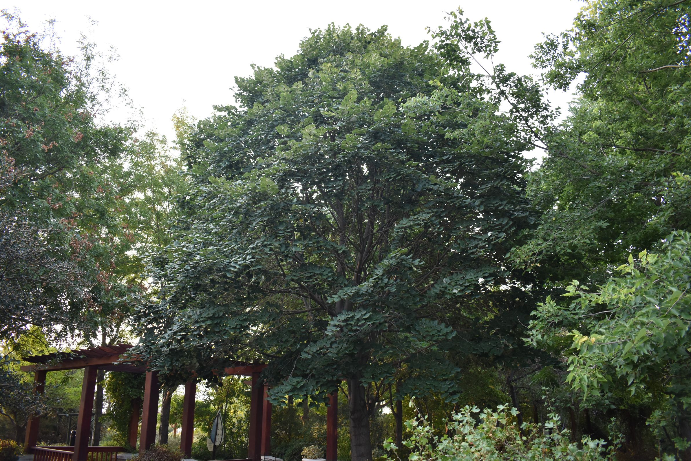 Sterling Silver Linden