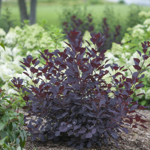 zzzWinecraft Black® Smoke Tree
