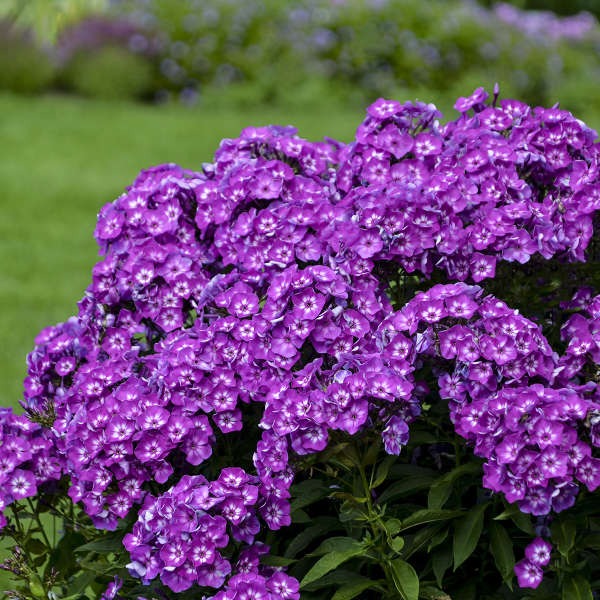 Laura Tall Phlox