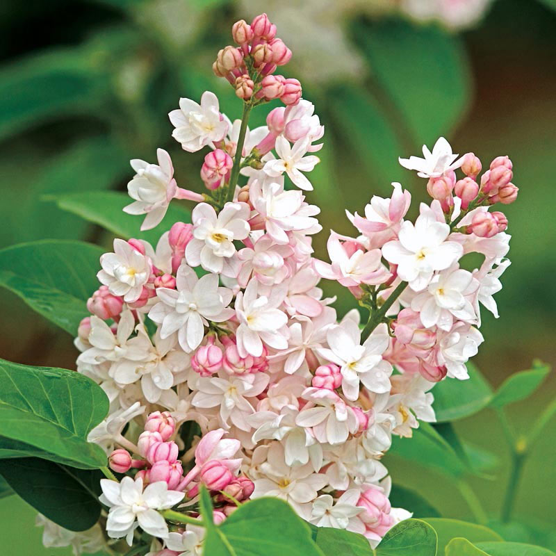 Beauty of Moscow Lilac Tree