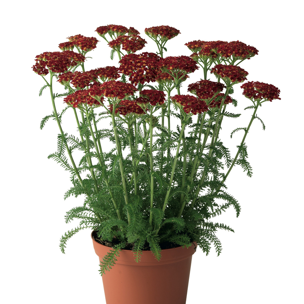 Desert Eve™ Red Red Yarrow