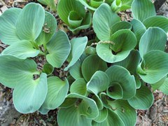 Blue Mouse Ears Hosta