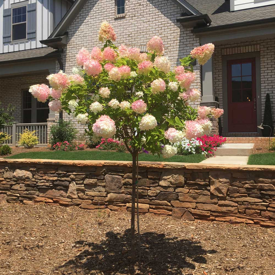 Vanilla Strawberry™ Hydrangea