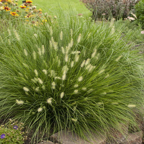 Little Bunny Dwarf Fountain Grass