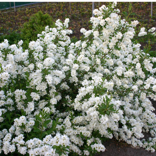 'Snow Day® Surprise' Pearl Bush