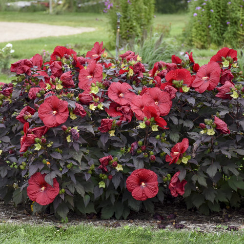 Summerific® Holy Grail™ Rose Mallow