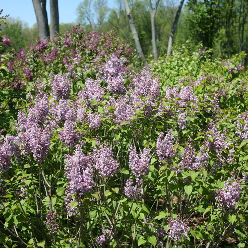 Scentara® Double Blue Lilac Tree