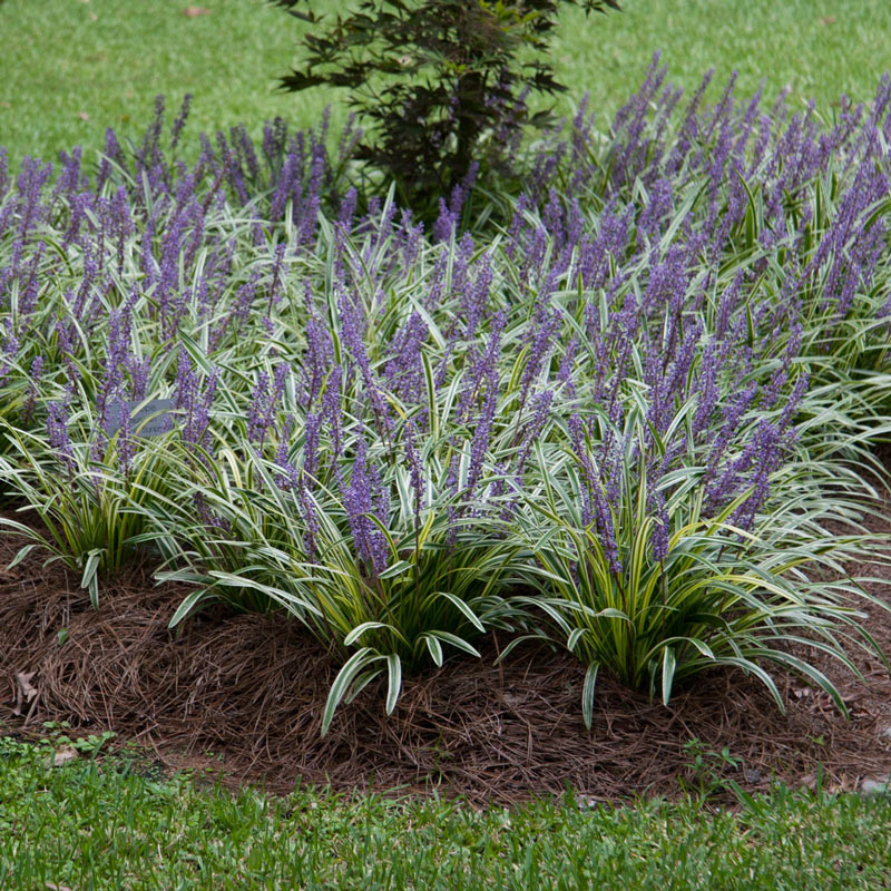 Variegata Lily Turf Grass