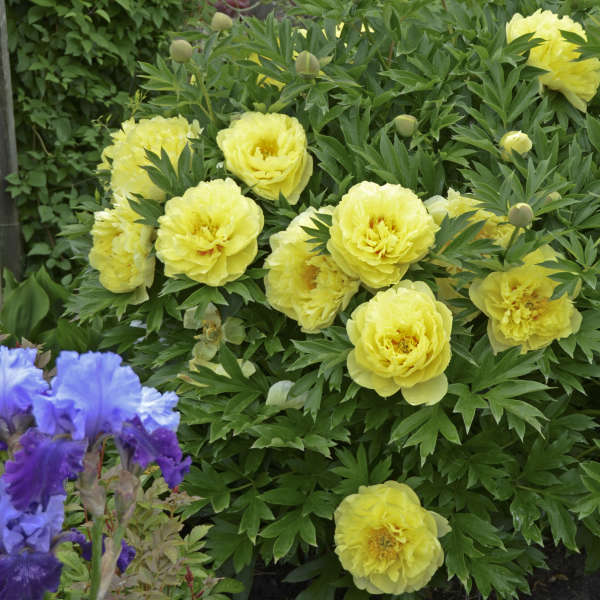 Bartzella Peony