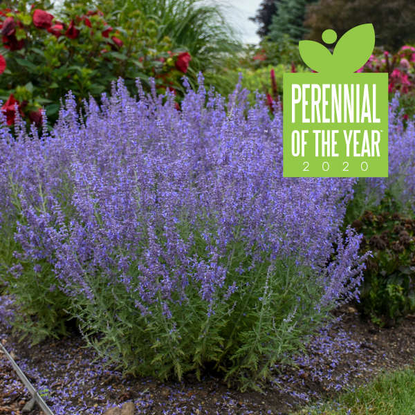 Denim 'n Lace Russian Sage — photo 1