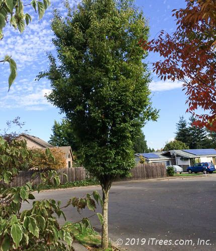 Musashino Zelkova