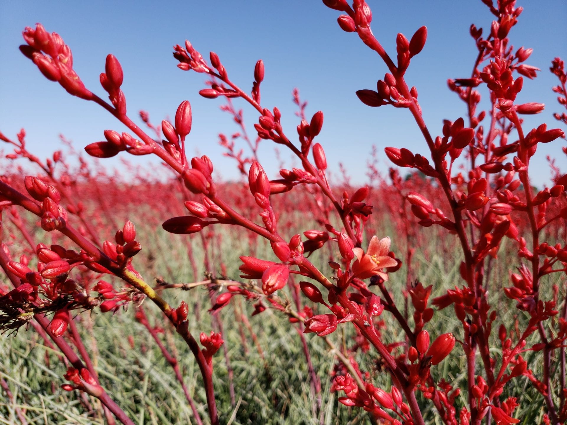 MSWNPERED Sandia Glow® Red Yucca