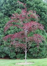 Tricolor Beech