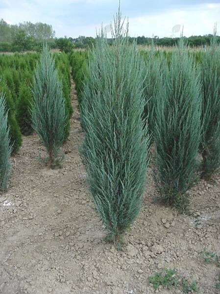 Blue Arrow Juniper Tree