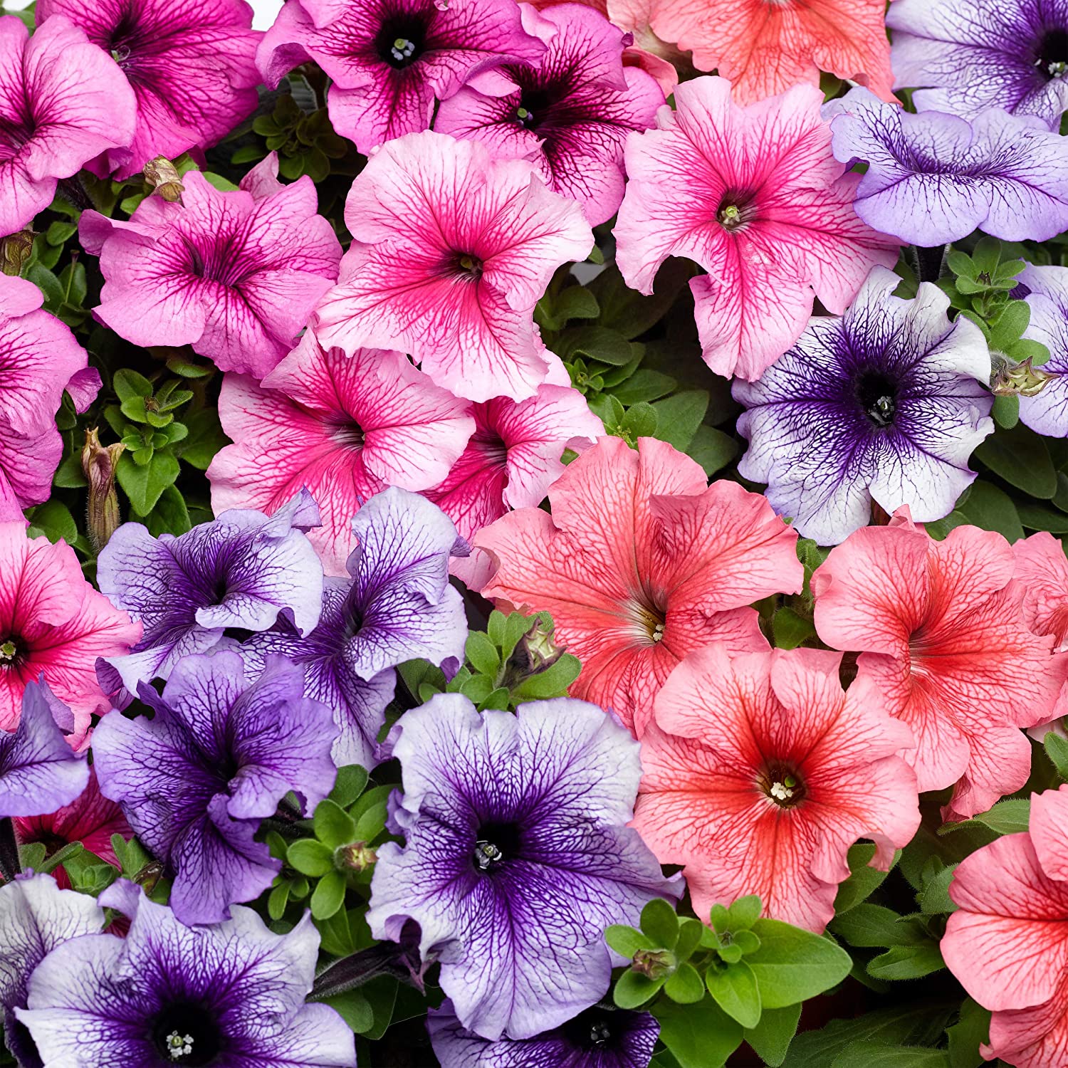 Petunia