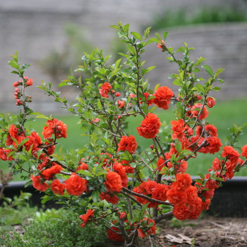 Double Take® Scarlet Quince — photo 1