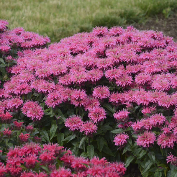 Bubblegum Blast Bee Balm