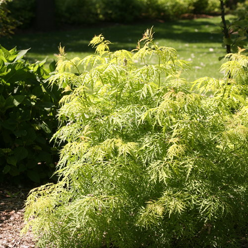 Lemony Lace® Red Elderberry