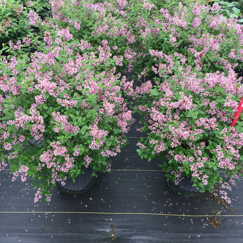 Dwarf Purple Lilac Shrub