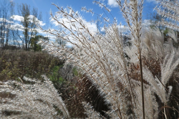 Purpurascens Maiden Grass Grass