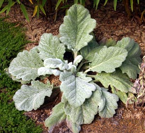 Silver Sage Salvia
