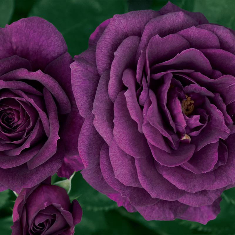 Ebb Tide™ Rose